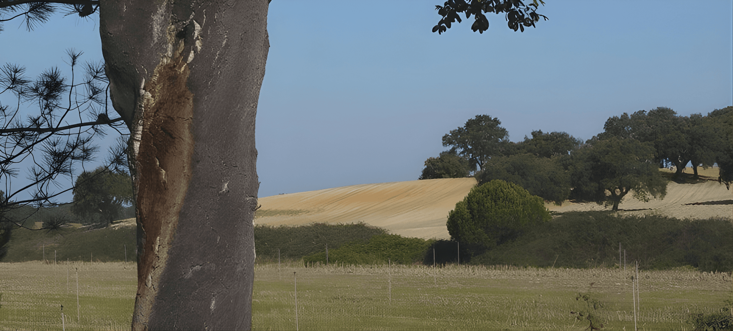 Observatório Local de Migrações do Montijo - Canha